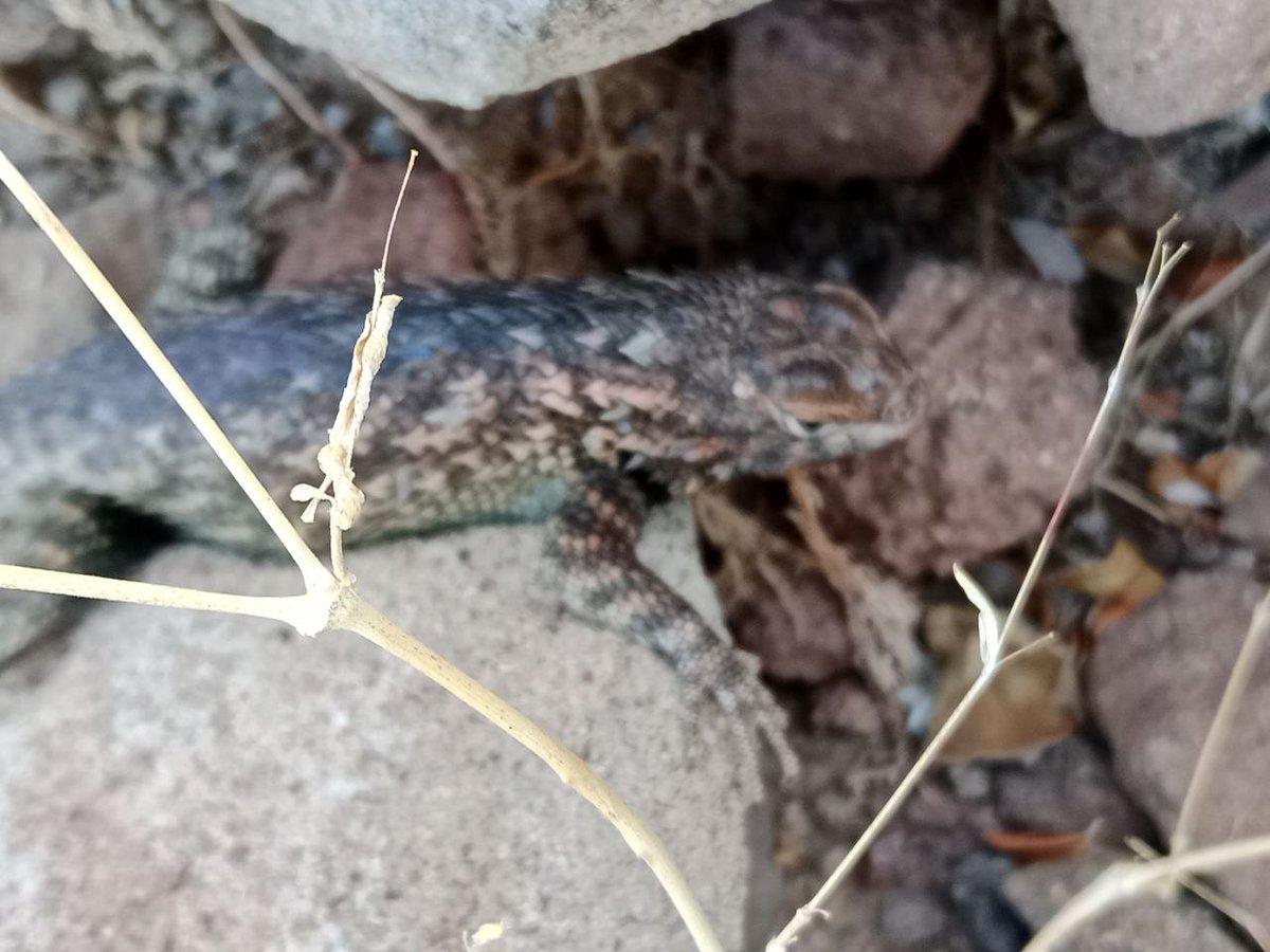 Prickly and a Prick......