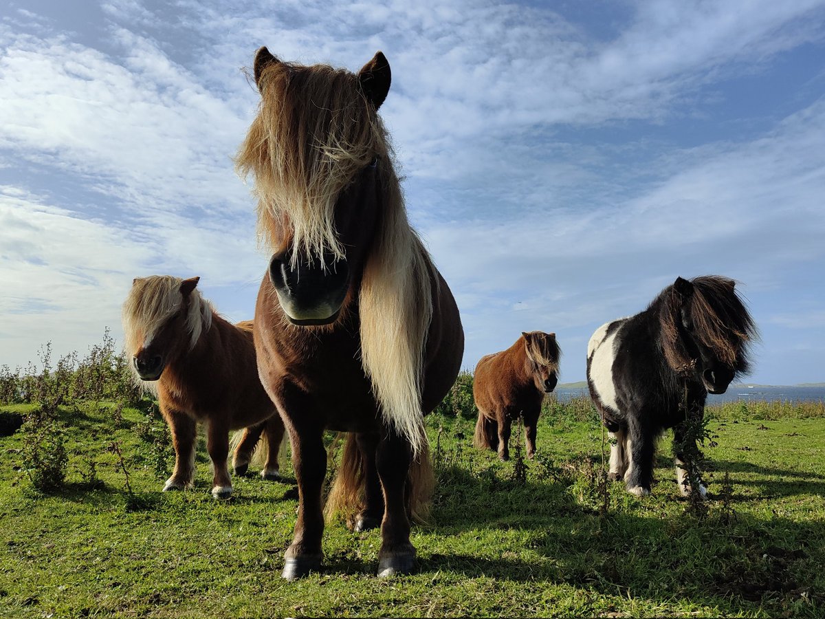 Name the band #Shetland