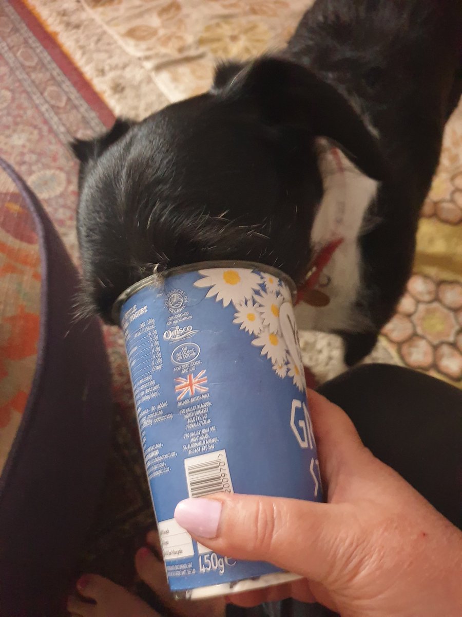 Frens! Team work, makes emptying the yogurt pot work! #dogs #DogsOnTwitter