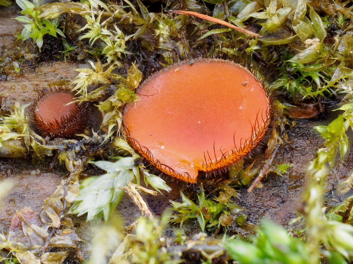 Thanks to @Willowglass12 for the spot of these Common eyelash fungi Scutellinia scutellata on #WyverLaneNR today @DerwentBirder @DerbysWildlife