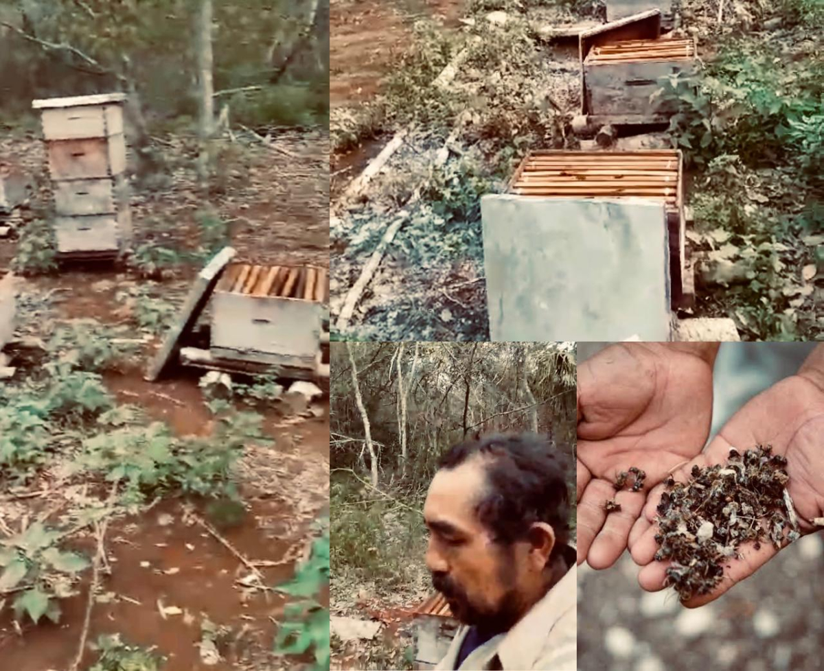 HazRuidoYuc's tweet photo. Apicultor maya denuncia envenenamiento masivo de abejas en Tizimín

Acusa a empresa extrajera de provocar el ecocidio al fumigar en esa zona oriente de Yucatán. Lamentó la pérdida de 45 colmenas y la contaminación de la miel.➡️https://t.co/bMe1j3LhoQ https://t.co/zJ3lJcJgk4