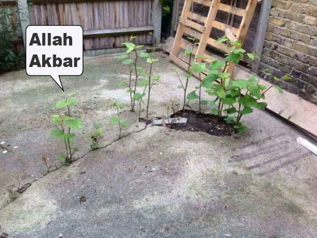 Japanese knotweed is a fast-growing, clump-forming invasive perennial weed that was imported to the UK in the early 19th century as an ornamental plant. Islam is like the Japanese knotweed of religions.😀