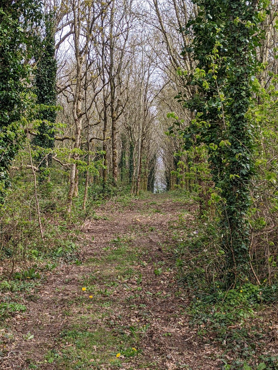 Irish Agroforestry Forum tweet media