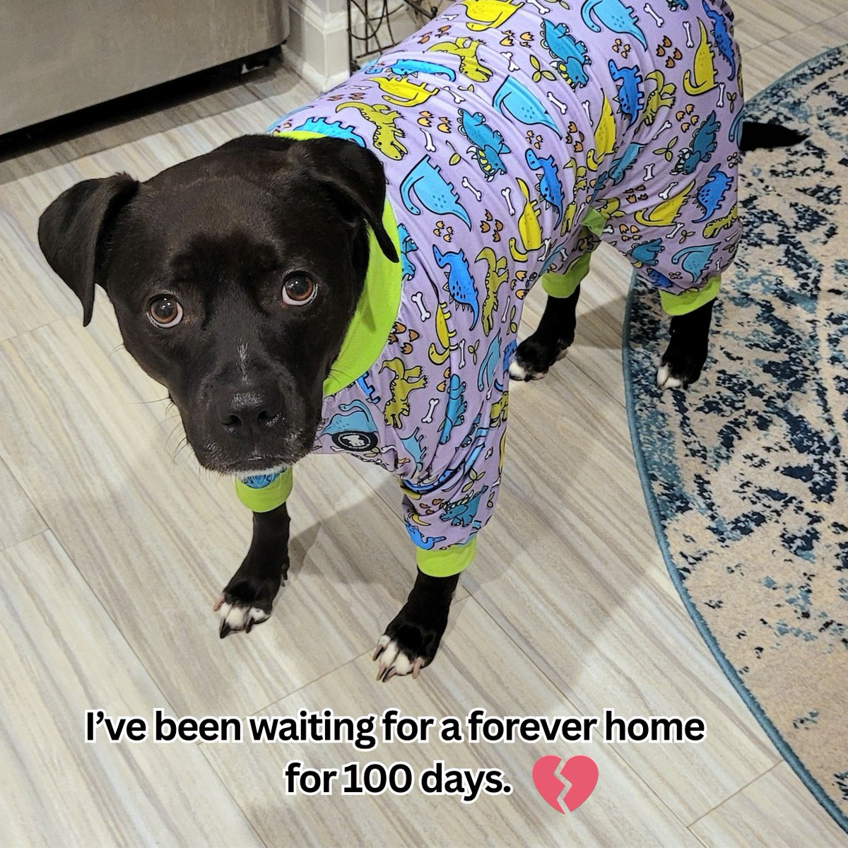 This is Koko. She has been waiting for a forever home for 100 days. It is a bittersweet anniversary because we get to spend so much time with her, but no dog deserves to wait so long for a forever family. Learn more about Koko: bit.ly/4d2Ggp6