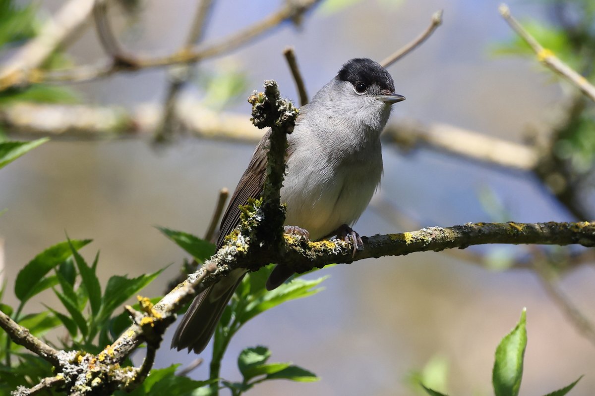 Blackcaps have arrived back in good numbers at Holywell Dene, Northumberland.
