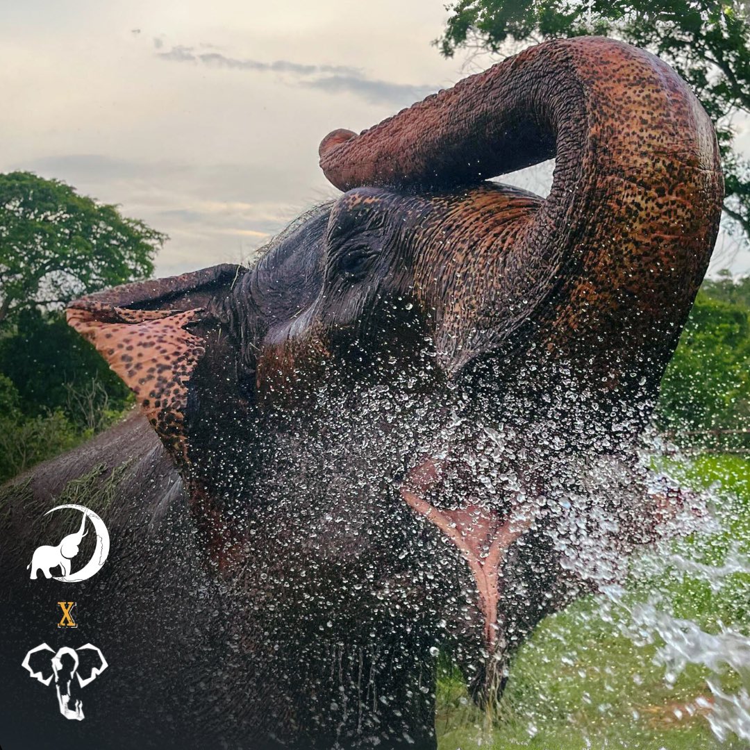 On #SaveTheElephantDay, we’re excited to announce our partnership with @sanctuary4elephants to raise awareness of the harsh realities endured by captive elephants and the healing that’s possible through sanctuary.