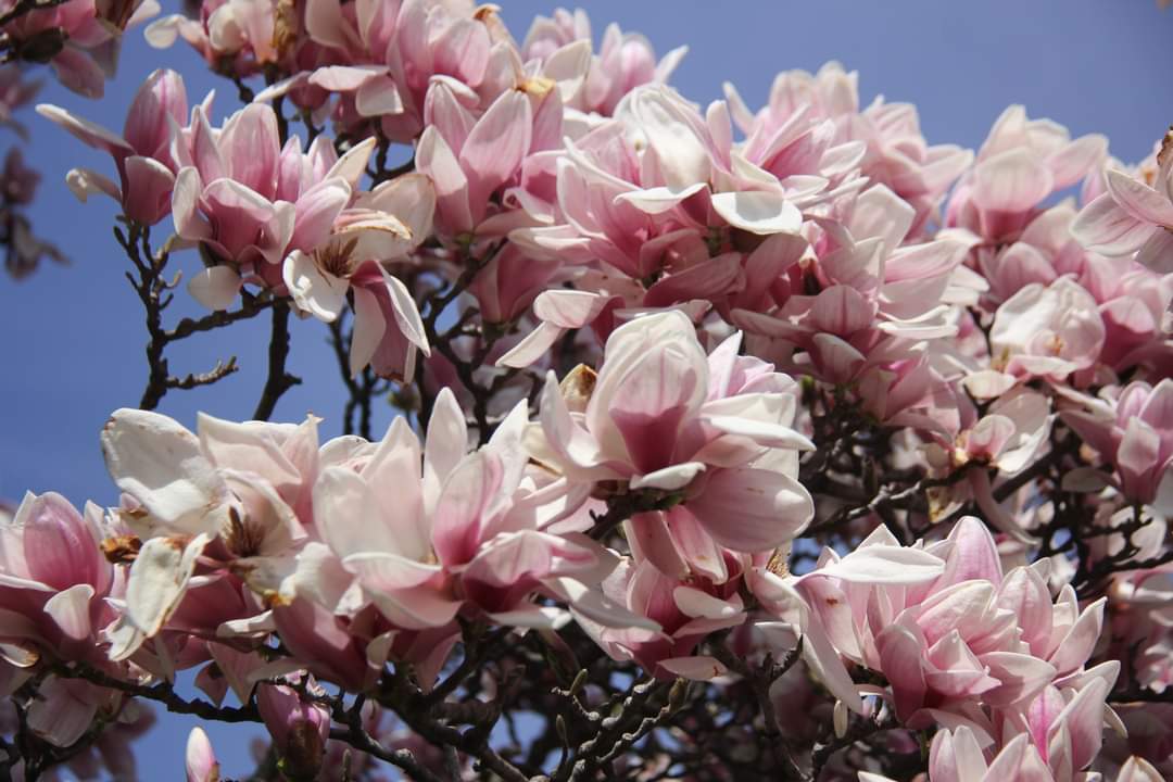 Mikey_E_Evans's tweet photo. I wish these photos were in aroma-vision.
One of my favourite times of the year.
#windsor #magnolia #flowertree
@WindsorMorning https://t.co/nBC3GSNw2l