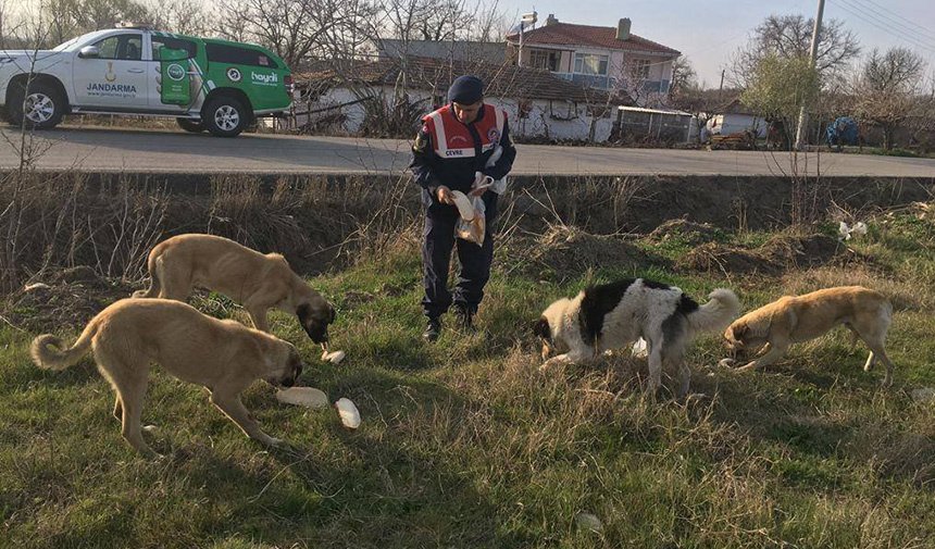 @dmmiletisim Çocuk parklarında köpek olduğu, şehitliklerimizde itlerin yattığı, Cb'nin talimatına rağmen jandarmanın sokakta köpek beslediği iddia ediliyor. Ne diyorsunuz @jandarma @iletisim @fahrettinaltun