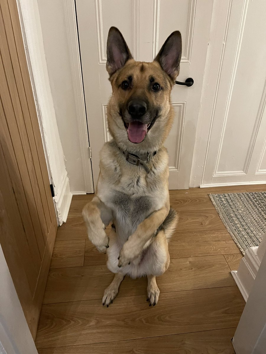 Forgot how much I love dog training. Feeling like a proud mum tonight with my baby smashing his training session <a href="/neiljcuk/">Neil Creed</a>