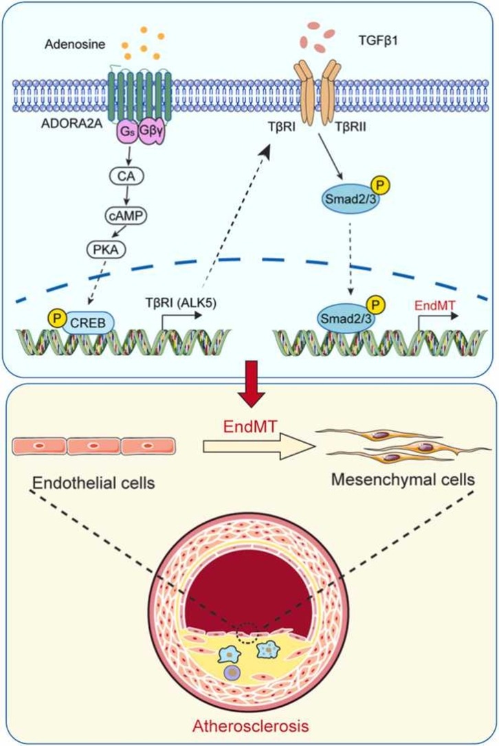 Pharmacological blockade or genetic deletion of ADORA2A receptor suppresses atherosclerosis in mice through inhibition of the endothelial to mesenchymal transition induced by CREB-ALK5 axis: authors.elsevier.com/sd/article/S10… #ADORA2A #atherosclerosis #PharmacolRes #openaccess #Research