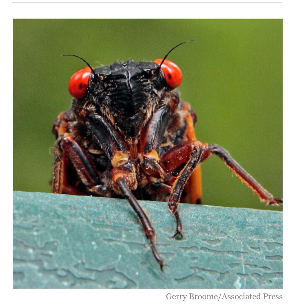 Up to a trillion cicadas are about to begin appearing in the Midwest and Southeast. Watch where you step 😬