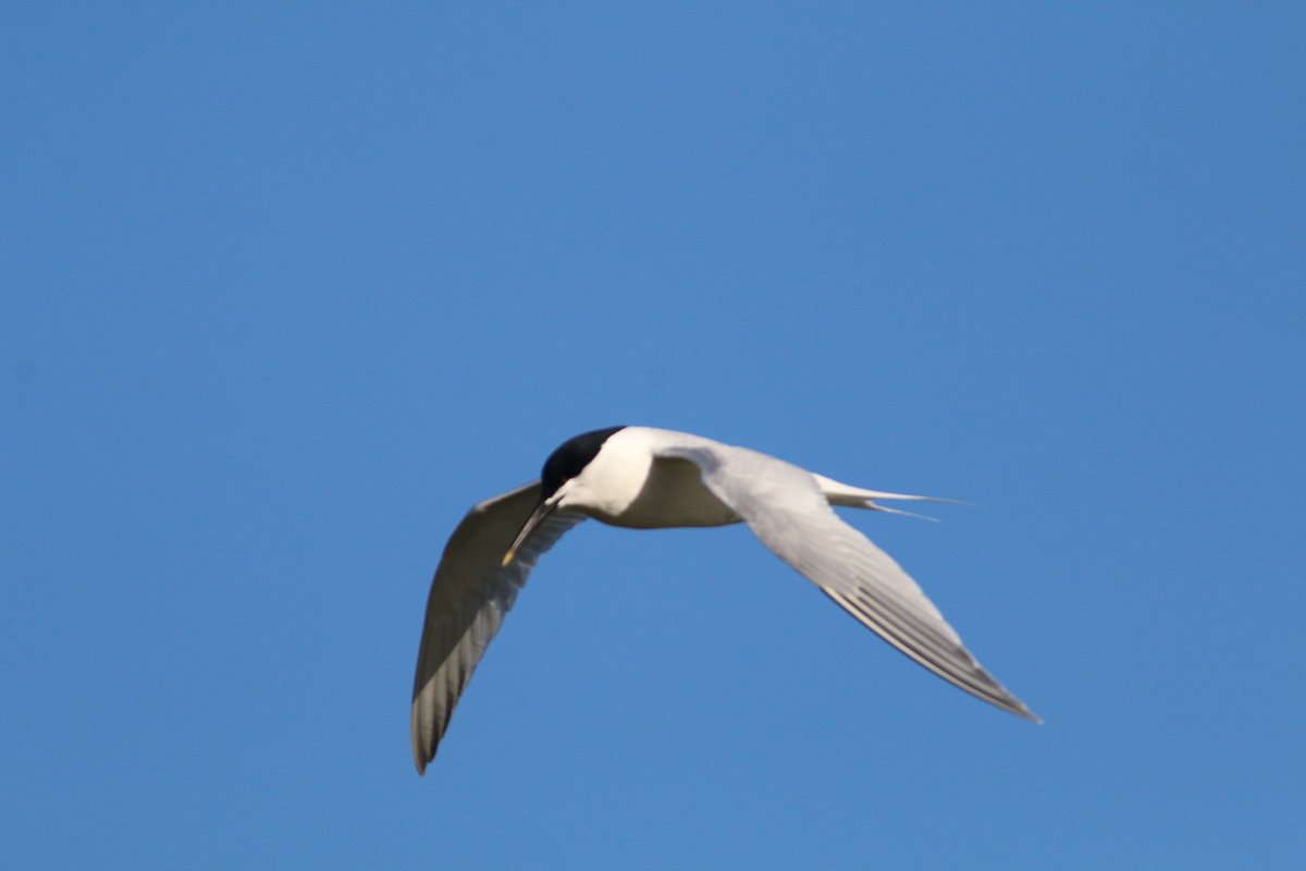 Nice to see this Sandwich Tern today at Fairlands Lake Stevenage, an infrequent visitor to leafy Hertfordshire nowadays #hertsbirds @Hertsbirds