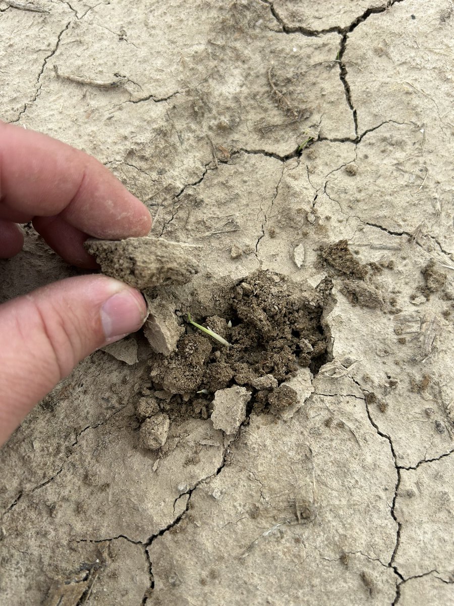 jacksonctyuaex's tweet photo. Hopefully, this rain provides some of the rice planted twelve days ago has a crust to break through. @JHardke #rowrice https://t.co/1XwOOMGeSW