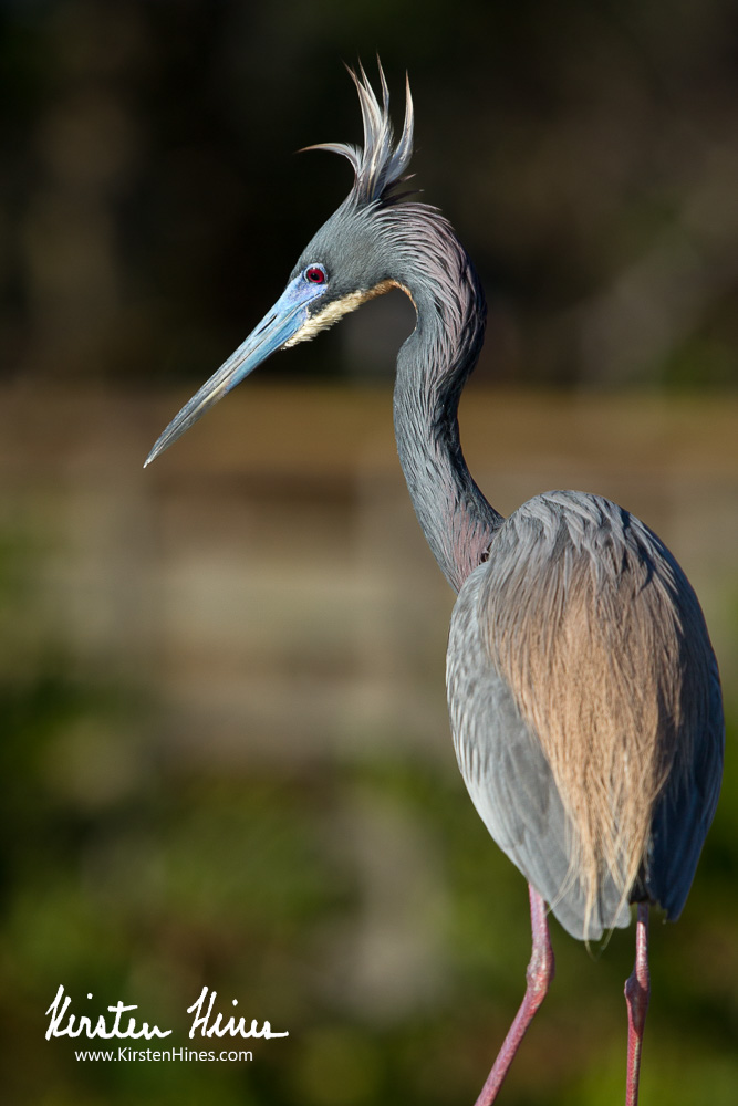Last chance to sign up for my #bird #photography  workshop with <a href="/tropicalaudubon/">Tropical Audubon</a> this Saturday, April 20 - there are just a couple of spots left! 
Learn more &amp; register at: support.tropicalaudubon.org/a/bird-photogr…