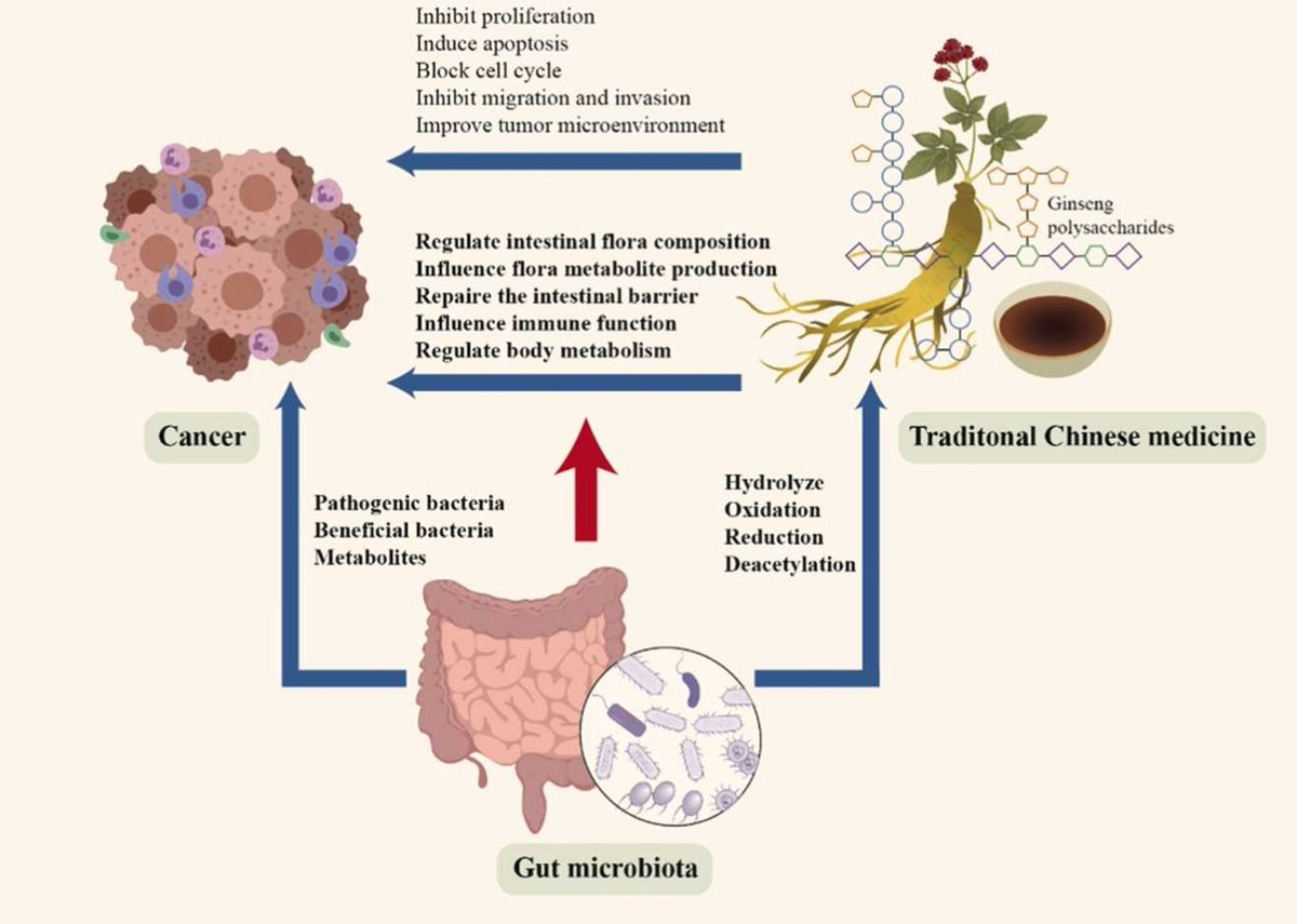 Gut microbiota converts compounds used in the traditional Chinese medicine (TCM) and enhances their anti-tumor efficacy. Check out this review on the TCM - gut microbiota interaction in cancer treatment: doi.org/10.1016/j.phrs… #gutmicrobiota #cancer #traditionalchinesemedicine