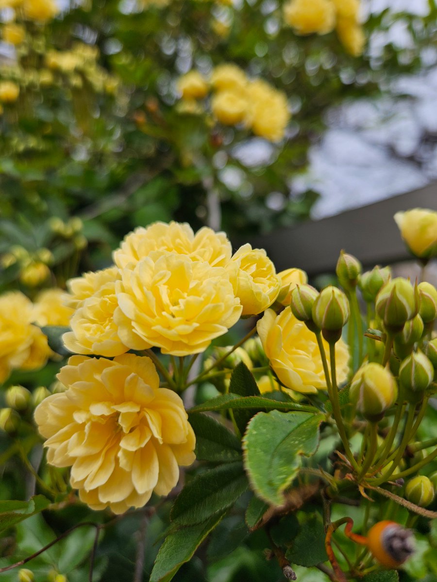 おはようございます♪ モッコウバラ（木香薔薇）🌹 ✾花言葉✾ 「純潔」「あなたにふさわしい人」「初恋」「幼いころの幸せな時間」「素朴な美」 素敵な1日を〜ꕤ︎︎·͜· #TLを花でいっぱいしよう