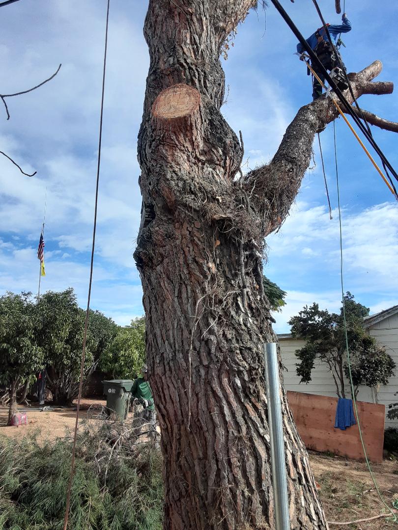 Tree Removal - Make sure the Tree Service Company you choose has the latest techniques and equipment to remove trees quickly and safely... Learn more: bit.ly/remove_trees