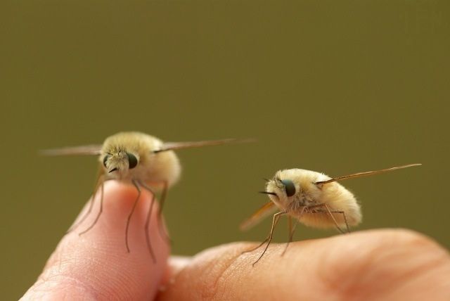 Olha que gracinha essas moscas felpudinhas. Elas têm um 'biquinho' para se alimentar nas flores, por isso ajudam na polinização. São da família Bombyliidae. 😊