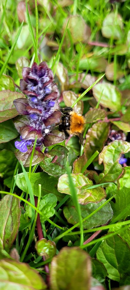 A tenacious Carder bee braving 9° in a strong NE wind to feed from the bugleweed in the lawn. Let's hand it to our hardy pollinators 🐝🐝🐝 #pollinators #bees @B_J_Sherriff @britishbee @BeeCraftMag #bumblebee