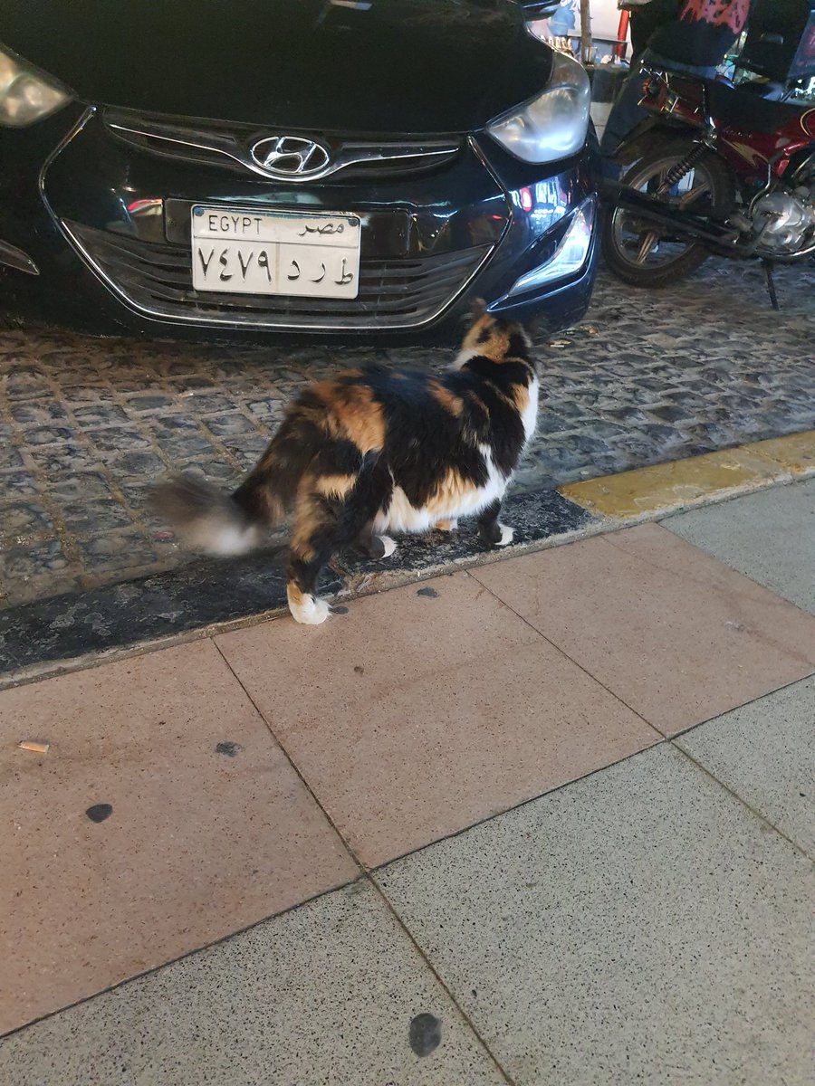 لقيت قطة شارع تخينة في الغردقة 🥰