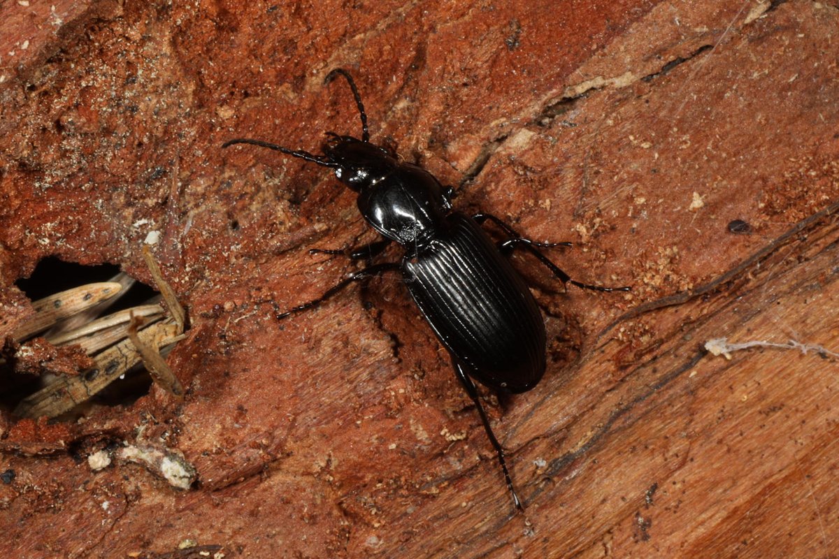 I photographed this ground beetle in Glen Affric a few days ago. Can anyone suggest an ID for what species it is?