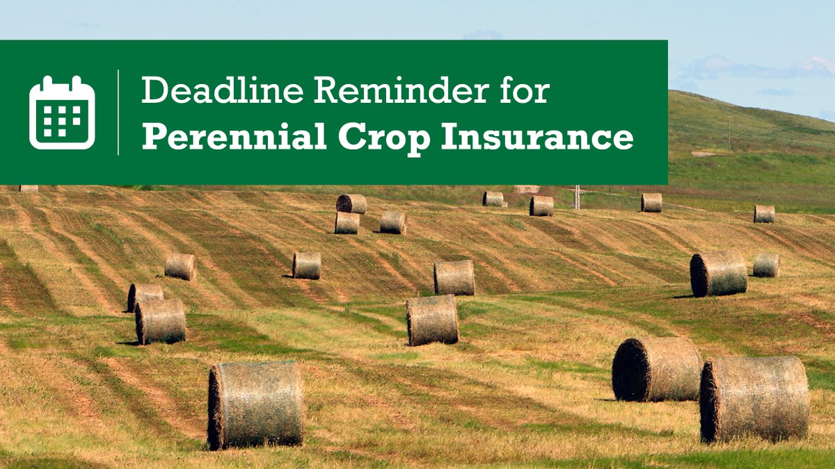Perennial Crop Insurance: April 30 is the last day to remove grazing livestock from insured hay fields. #ABag