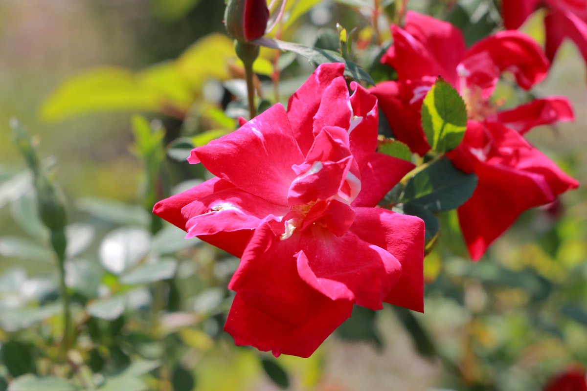 この種の薔薇はもう咲き始めていました
地元の薔薇を見て大阪中之島バラ園に想いが行くってどんだけエセ関西人なん？😅