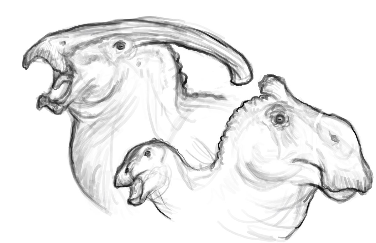 My favorite group of dinosaurs are actually hadrosaurs and ornithopods in general, but I rarely draws them for some unknown reasons…Hopefully I can draw more this week. So here’s Parasaurolophus, Ornatops and Camptosaurus sketches for your day. 

#paleoart