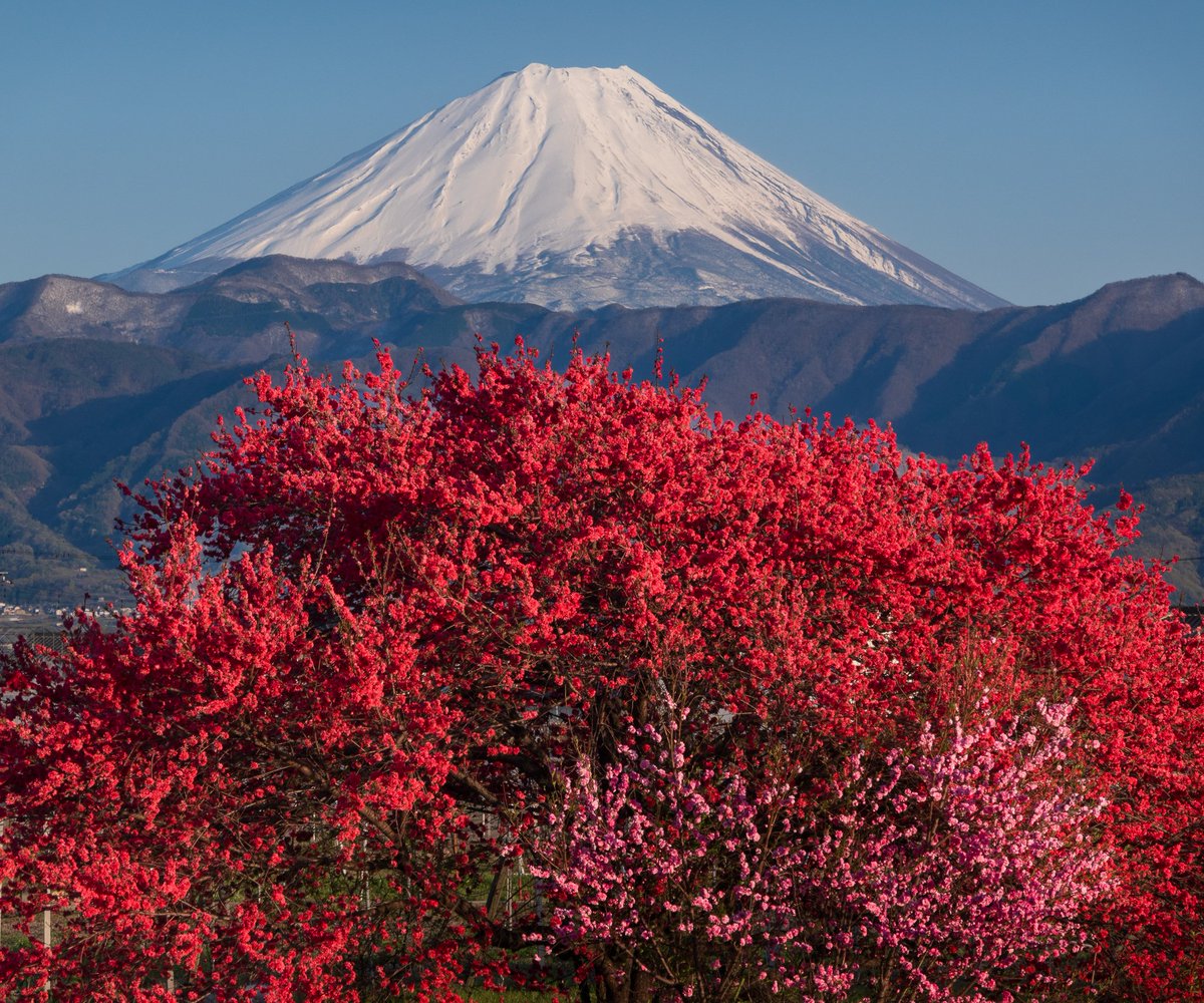 紅白の彩り

花桃と富士山
南アルプス市にて以前撮影

#富士山 #花桃 #SONY