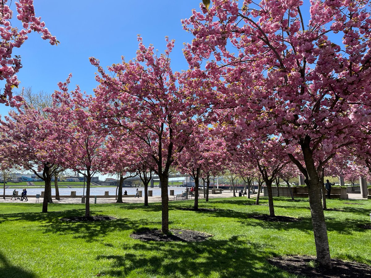 The Kwanzan cherry trees are currently blooming at Sawyer Point! Plan a trip to the park to admire them and take pictures of them. 🌸 🌸 #cincyparks