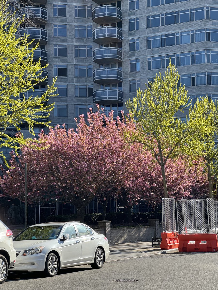#CherryBlossoms #SpringinNYC