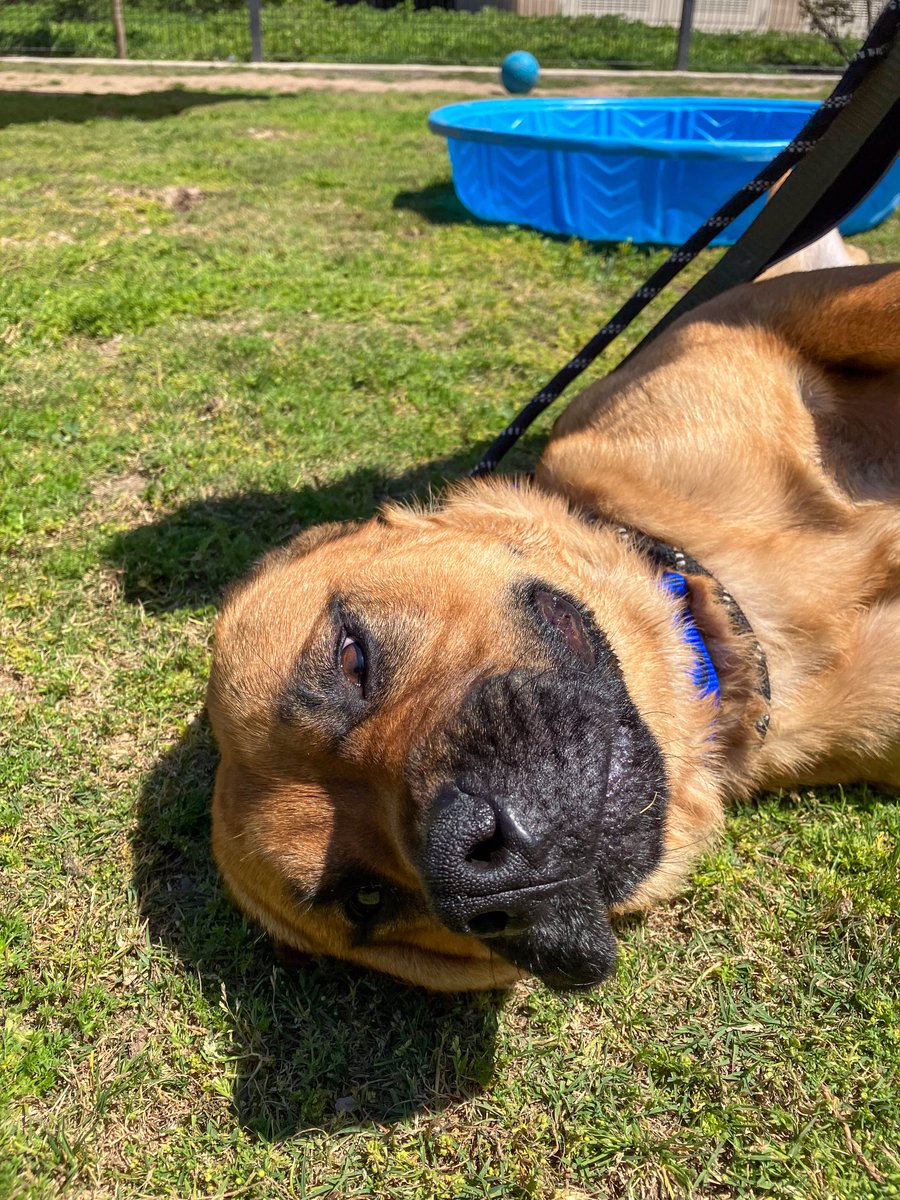 When Cleo (A1861652) is worn out from all her fun in the sun ☀️🐶 This silly and playful girl is so fun to be around! She'll happily rollover for belly rubs and cheerfully bask in your affection all day long. Stop by to visit Cleo and many of her furry friends at OC Animal Care!