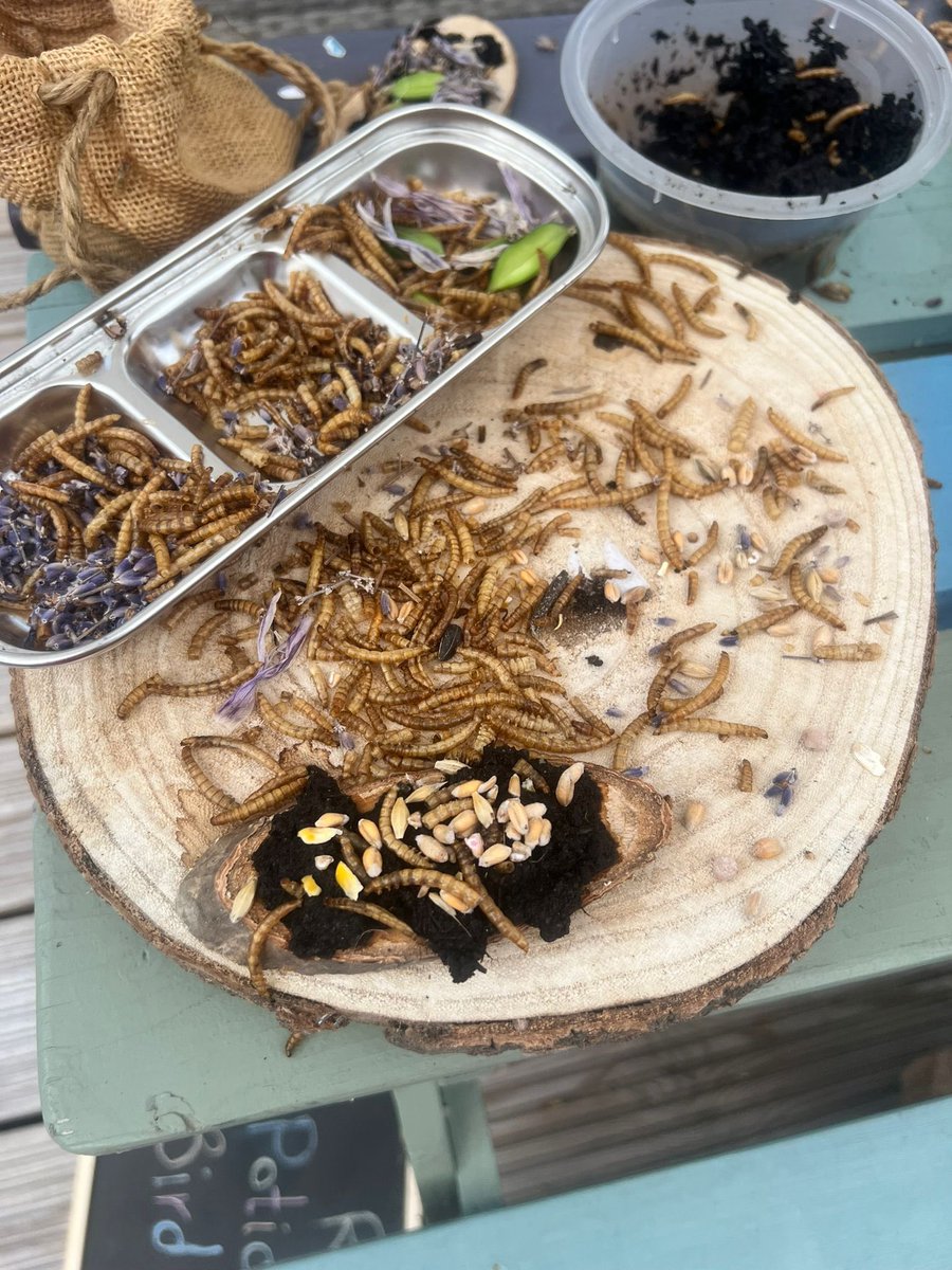 I’m looking for inspiring #mudkitchen provocations. Things that are outside of the box like our dried mealworms below. Any suggestions, inspiration, blogs etc welcome 😀 #eyfs #outdoorlearning #continuousprovision