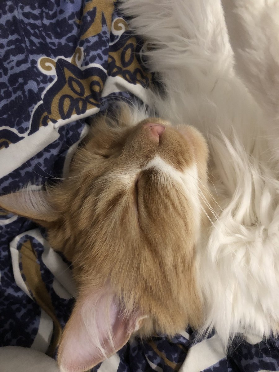 karoletya's tweet photo. 🐈 https://t.co/OnkiTUCwYH
