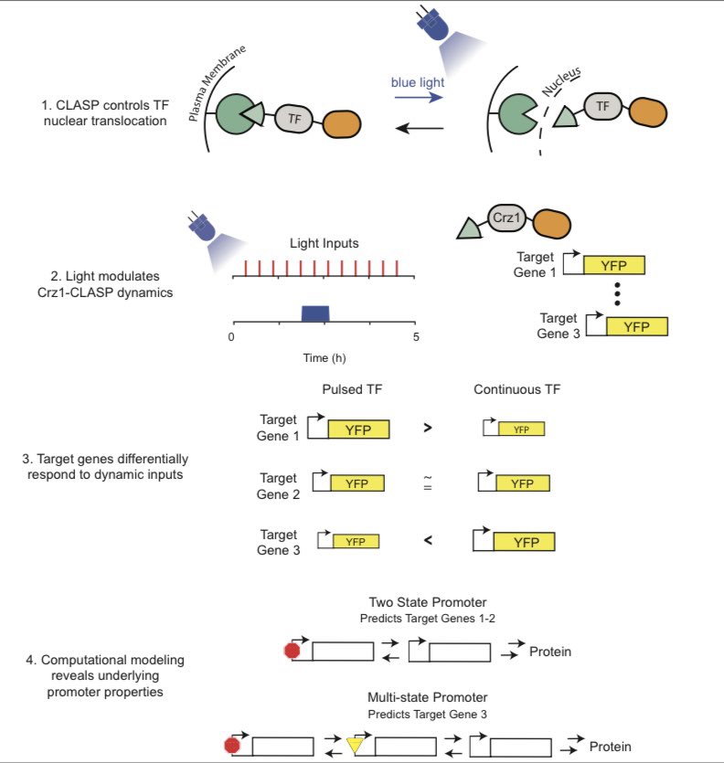 Optogenetic Control Reveals Differential Promoter Interpretation of Transcription Factor Nuclear Translocation Dynamics

cell.com/cell-systems/p…