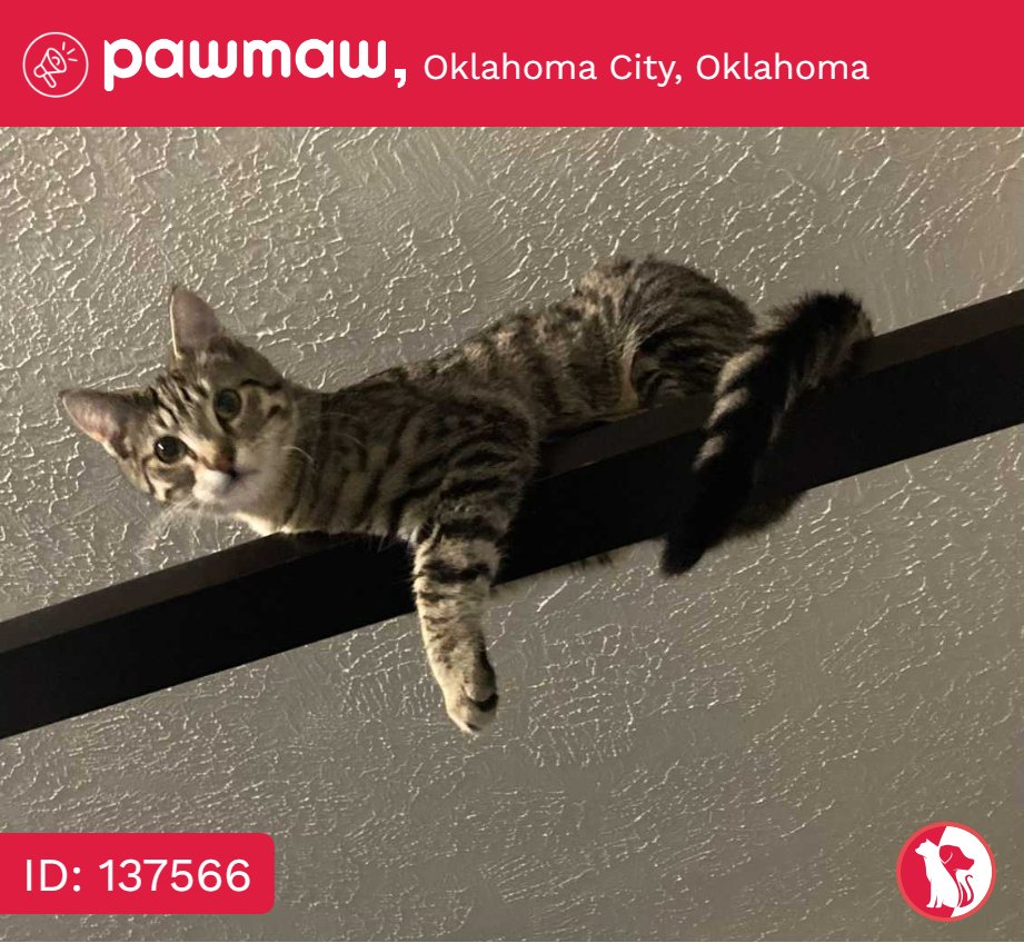 Outcast - Lost Cat in Oklahoma City, Oklahoma, 73114

More Details:
pawmaw.com/lost-outcast/1…

#LostPetFlyers #pawmaw
#LostDog #LostPet #MissingDog
#LostCat #FoundDog #FoundPet