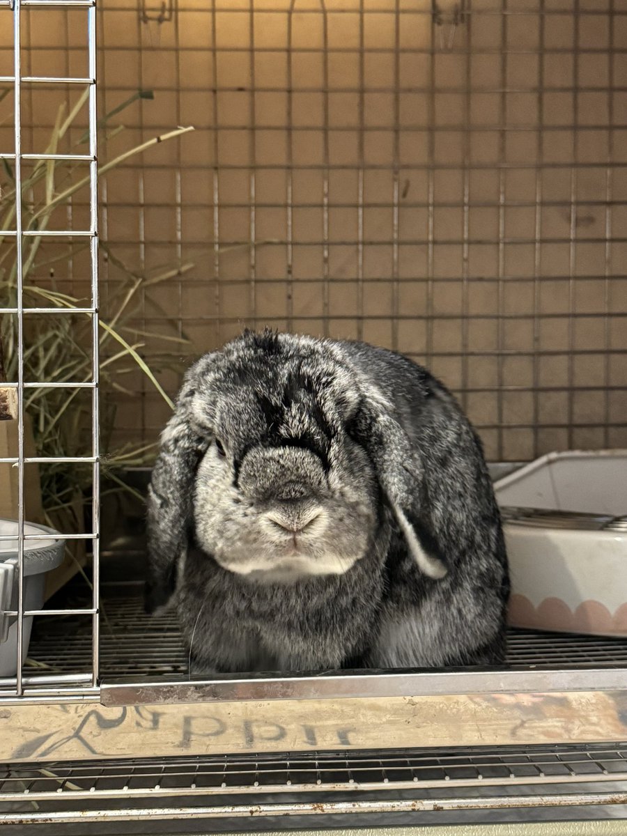 mimimimi_usagi's tweet photo. 換毛中🐰 https://t.co/VV57AfqCb3