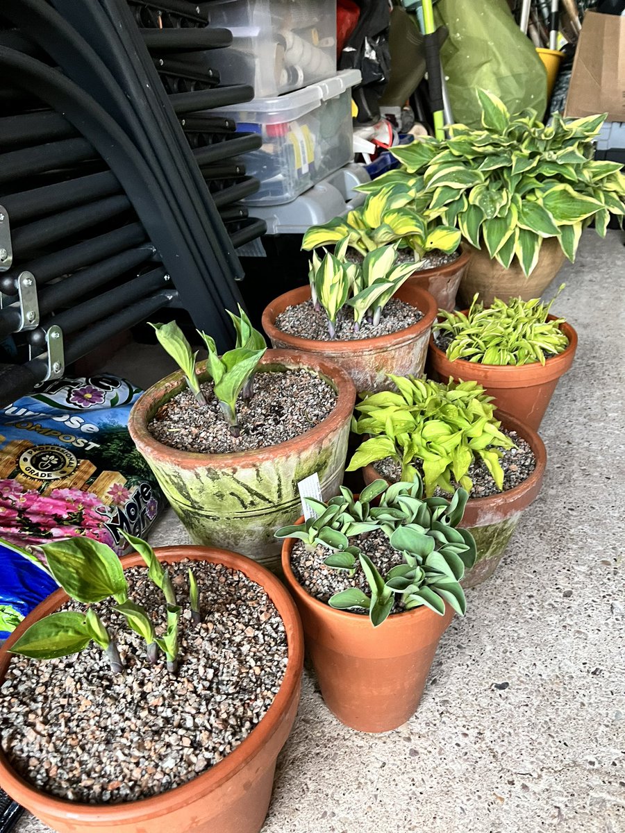 I popped the hostas into the garage this evening as we might get a frost. Just a precaution. #gardening