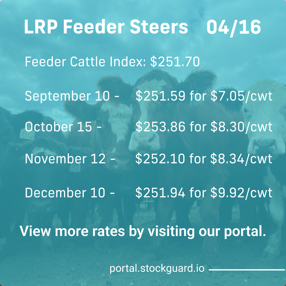 Stockguardinfo's tweet image. Tuesday, April 16th LRP Rates: Stay current on today&apos;s live and feeder cattle rates–don&apos;t fall behind on the market! View live rates: hubs.ly/Q02t4jnn0

#LivestockRiskManagement #RiskManagementTools #LivestockSafety #FarmersProtection #LivestockInsurance