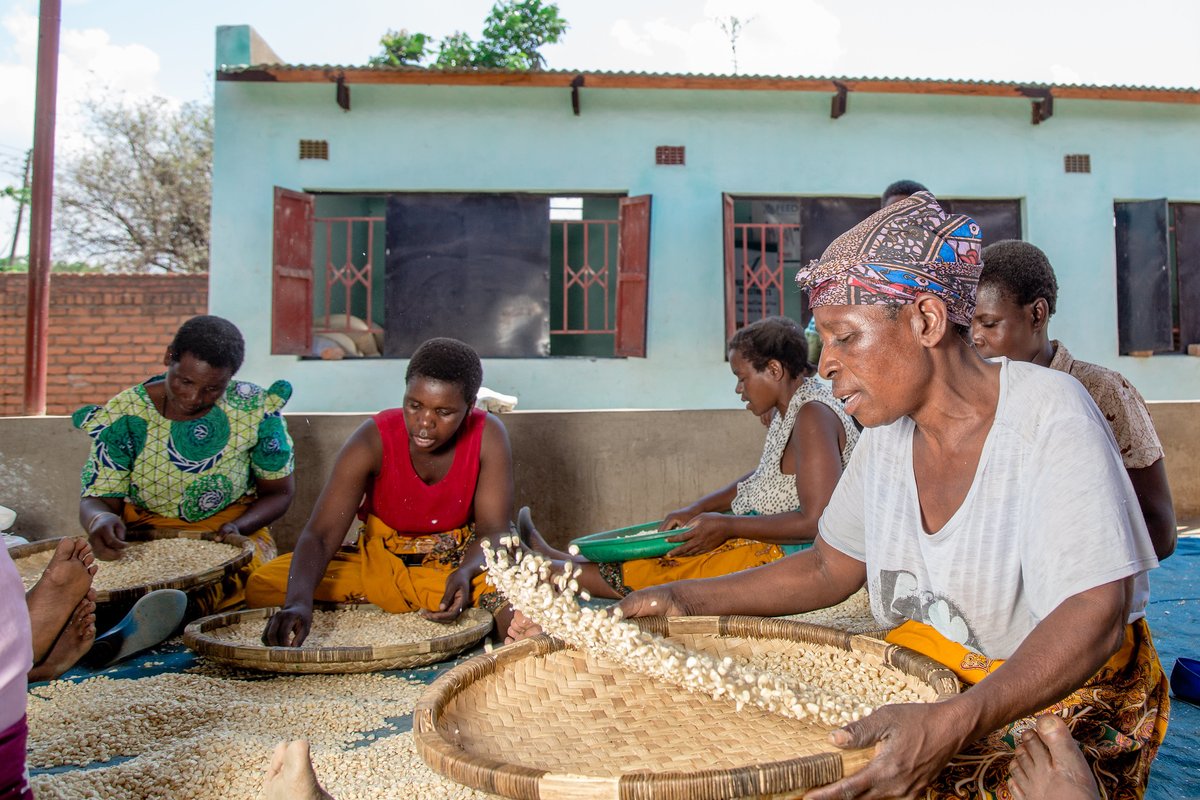 IFPRI's tweet photo. El Niño has brought about spells of dry weather across much of Southern Africa in recent months, leading to poor agronomic conditions in the current growing season and potentially severe impacts on harvests. 

Learn more: https://t.co/2KDlRt0vvM
@CGIAR @IFPRI_Africa @j_duchoslav https://t.co/as0xFIkorF