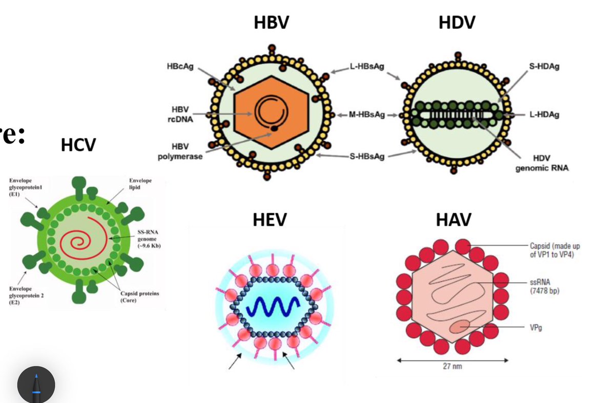 A happy family ✨
( Structure of All Hepatitis Viruses )