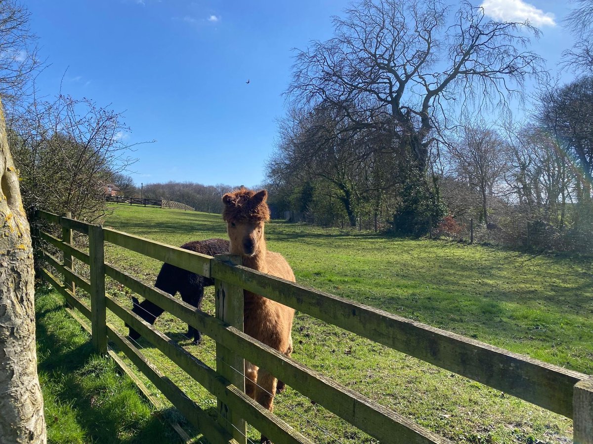 Grazing in the sun
Contentment in the green fields
Majestic and calm.

#DailyHaiku ⛅️