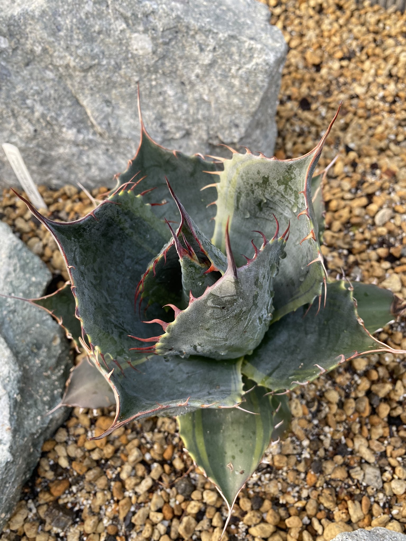 オバティフォリア　オルカ　訳あり オバティフォリアオルカ - Search / X