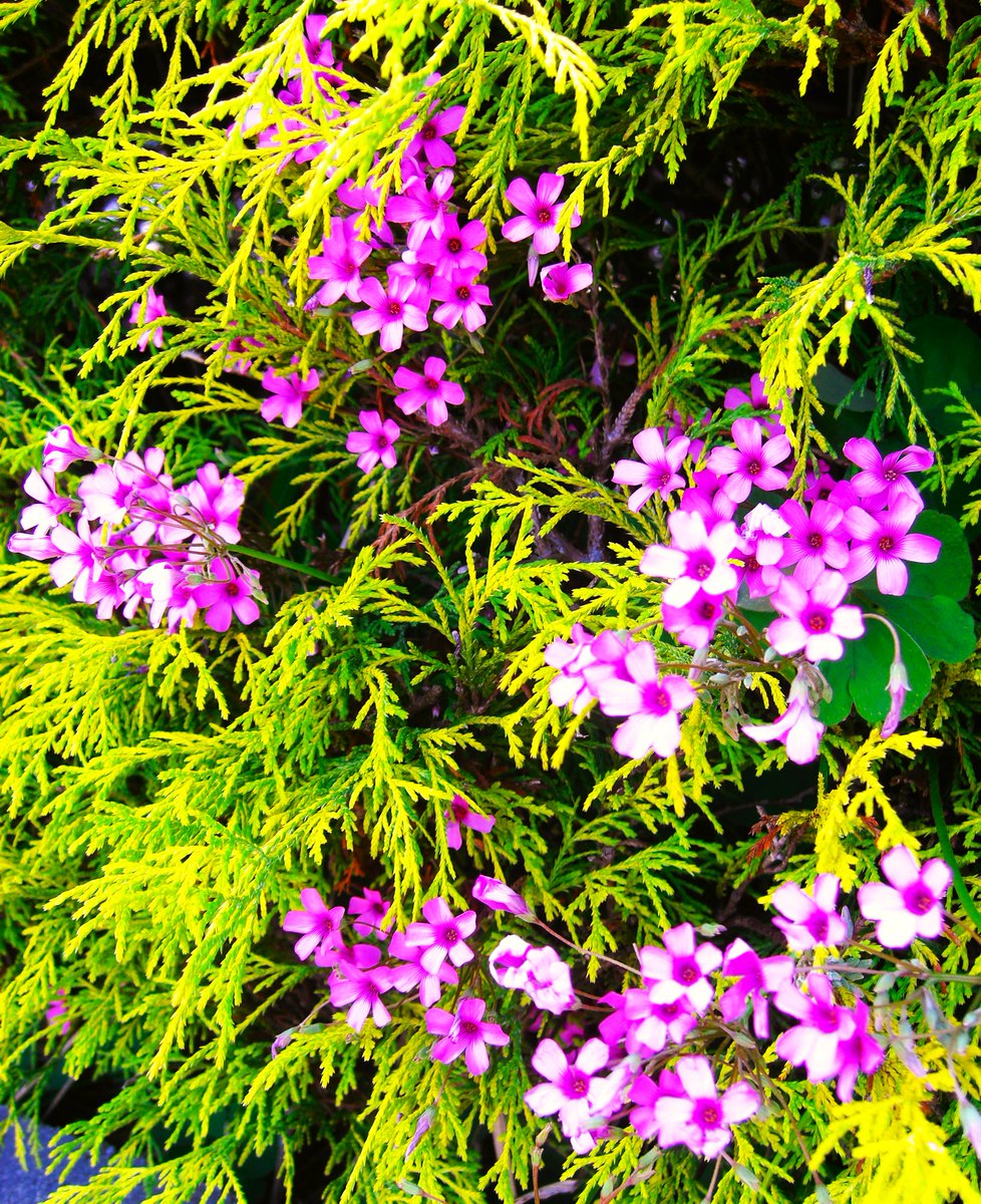 Wild Flowers

#flowers #flowerphotography #nature #naturephotography