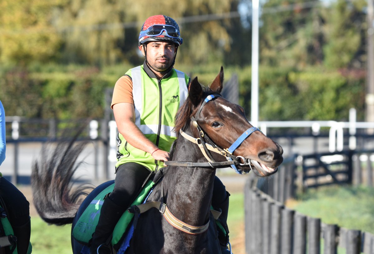 6 of the 8 Challenge Syndications' team are unraced and it includes Lady Georgiana, a 2YO filly by Eminent purchased from Brighthill Farm at last year's NZB Book Two Sale. This her (brown filly) working at the Cambridge Training Centre this morning. challengeracehorsesyndications.com