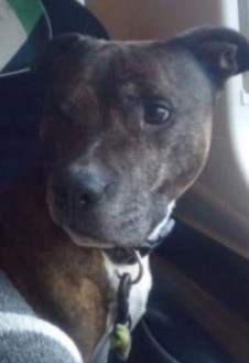 #STOLEN #DOG BRUISER HAS ONE EYE Adult #Male #StaffordshireBullTerrier Brown Brindle & White #Stolen from #Rothesay #Bute #PA20 #Scotland Last Seen in #Glasgow Thurs 15th December 2022 @PoliceScotland Investigating #DogLostUK #Stolendog #ScanMe doglost.co.uk/dog/191649