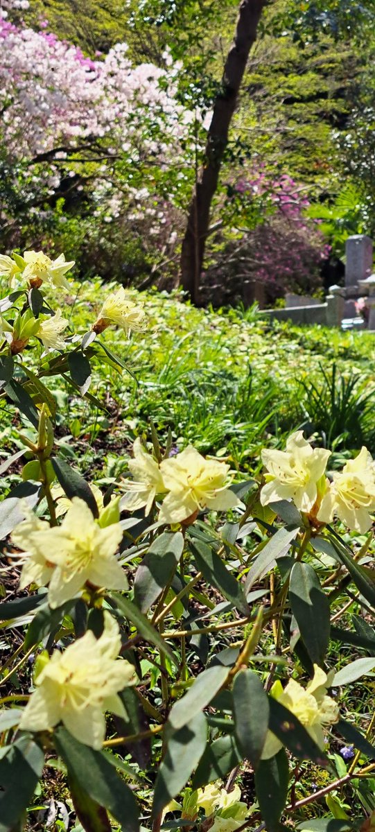 おはようございます☔ 神代植物公園でヒカゲツツジを見て、ツツジの美しさに目覚めました😆　日の光に透ける花弁綺麗すぎて‼️ツツジの中で一番好きです🎶 カタクリの里でまた見れて嬉しかったです😌💓 #見た人は無言で黄色いものを載せる #城山カタクリの里 #ヒカゲツツジ