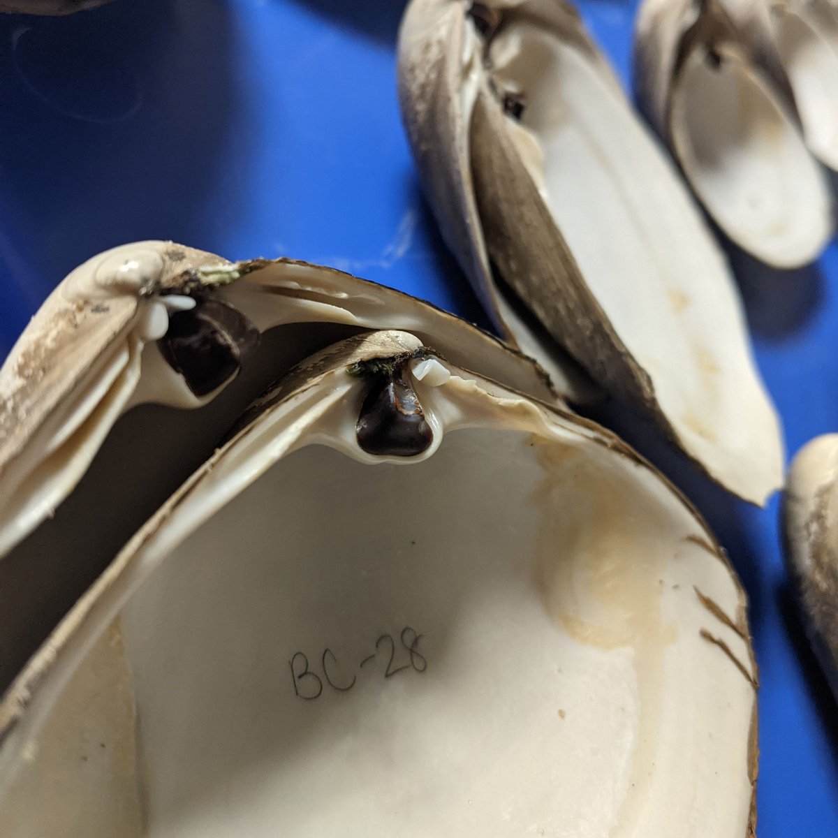 Daphne Munroe (@munroelab) on Twitter photo Something has led to a rebound of the southern edge of the surfclam range - read more in this article by <a href="/kittamac/">Kitta MacPherson</a>
rutgers.edu/news/surf-clam…
<a href="/brynnewisner/">Brynne Wisner</a> <a href="/RutgersNJAES/">Rutgers NJAES</a> <a href="/RutgersDMCS/">Rutgers Marine and Coastal Sciences</a> Something has led to a rebound of the southern edge of the surfclam range - read more in this article by <a href="/kittamac/">Kitta MacPherson</a>
rutgers.edu/news/surf-clam…
<a href="/brynnewisner/">Brynne Wisner</a> <a href="/RutgersNJAES/">Rutgers NJAES</a> <a href="/RutgersDMCS/">Rutgers Marine and Coastal Sciences</a>