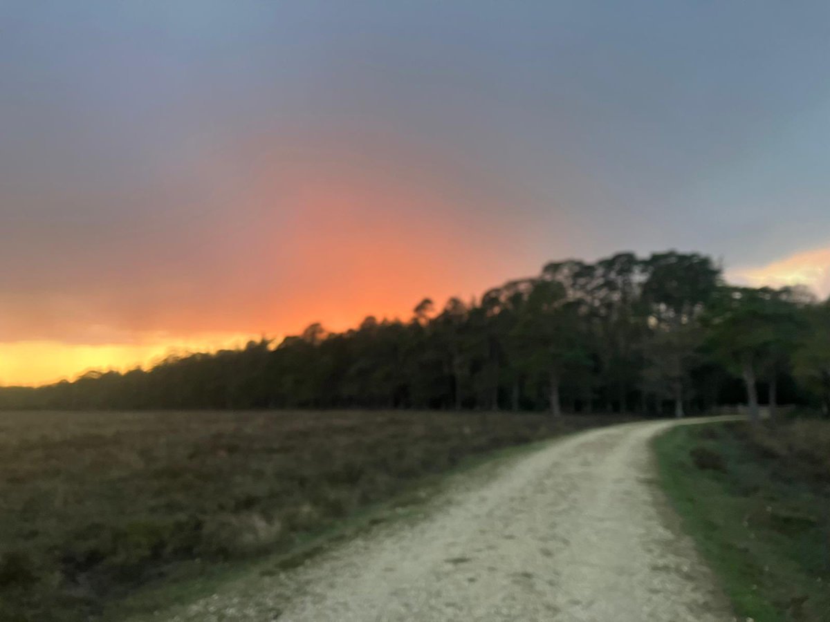 Amazing scenes on a #sunset walk in the #NewForest this evening 😍 Busy day & too much time indoors but this totally made up for it. Overwhelmingly beautiful #lovewhereyoulive 💚