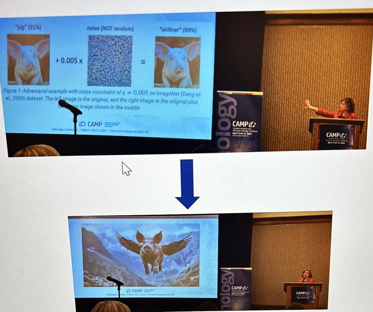 #CAMP24 Meeting Chair Diana Ionescu addresses potential issues with AI interpretation of pathologic specimens. Here, example of “noise constraint”, alegorically leading to misinterpretation of a pig as an airliner. Maybe pigs can fly after all! @LungCancer_Can @AMPath